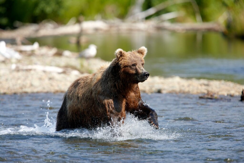 Brown bears (grizzlies) Katmai National Park. Alaska