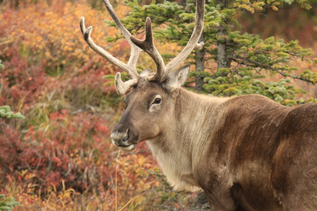 Alaska Rundreise - Privatreise nach Alaska 27 Tage Reise - Urlaub in Alaska