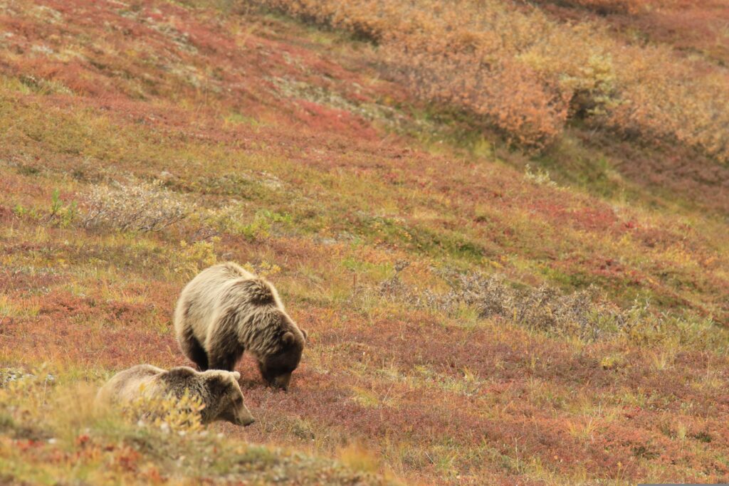 Alaskareisen buchen - Privatreisen nach Alaska - Bären Wildtiere beobachten
