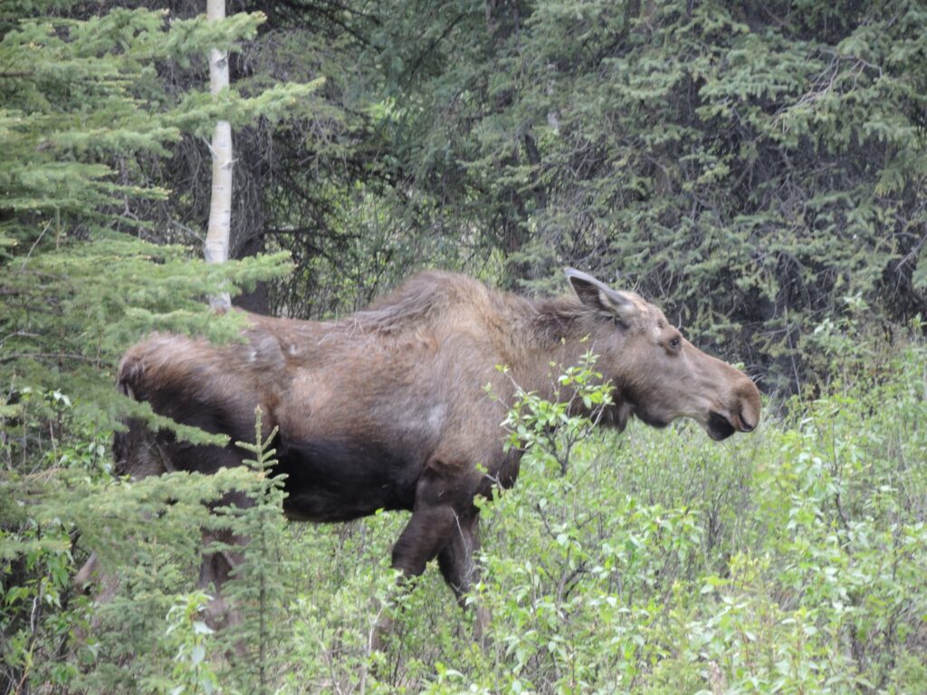 Kanada Reisen - Kanada Urlaub- Privatreise Kanada buchen
