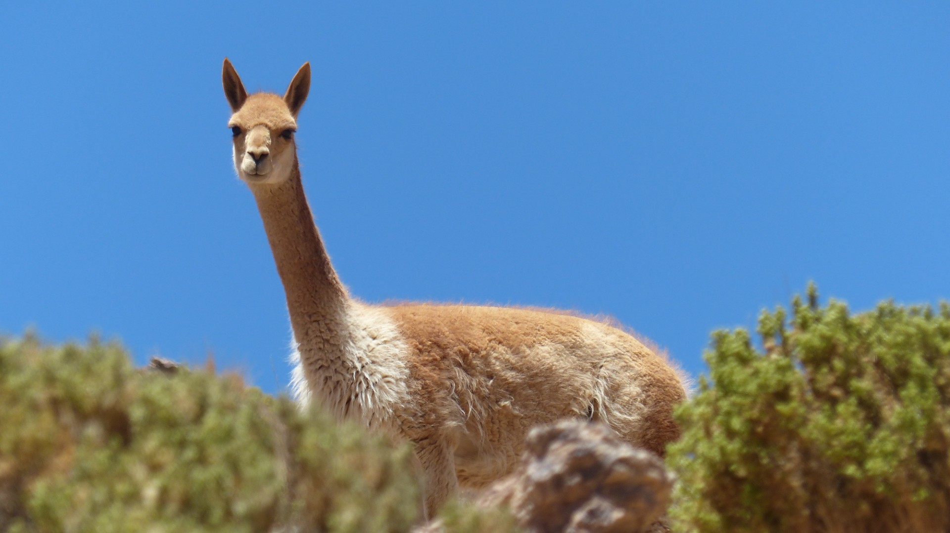 Altiplano Alpaca in Bolivien _ Bolivien Urlaub buchen 