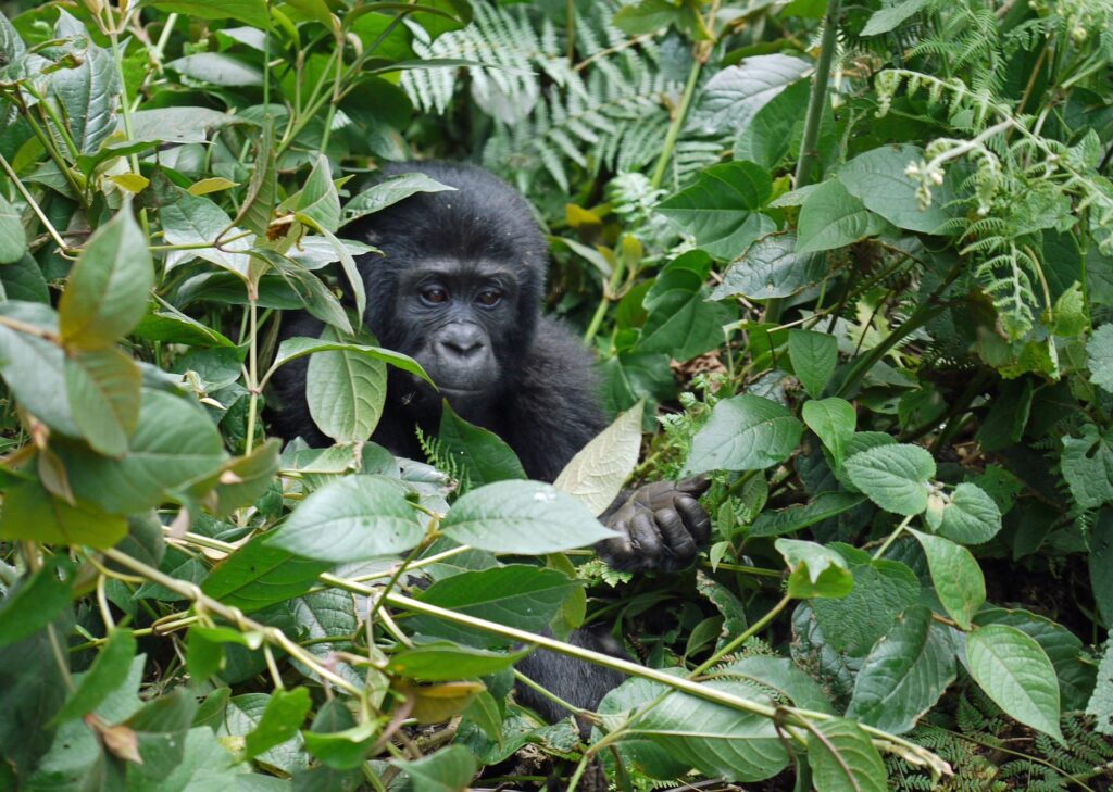 Bwindi Impenetrable National Park - Uganda Reisen