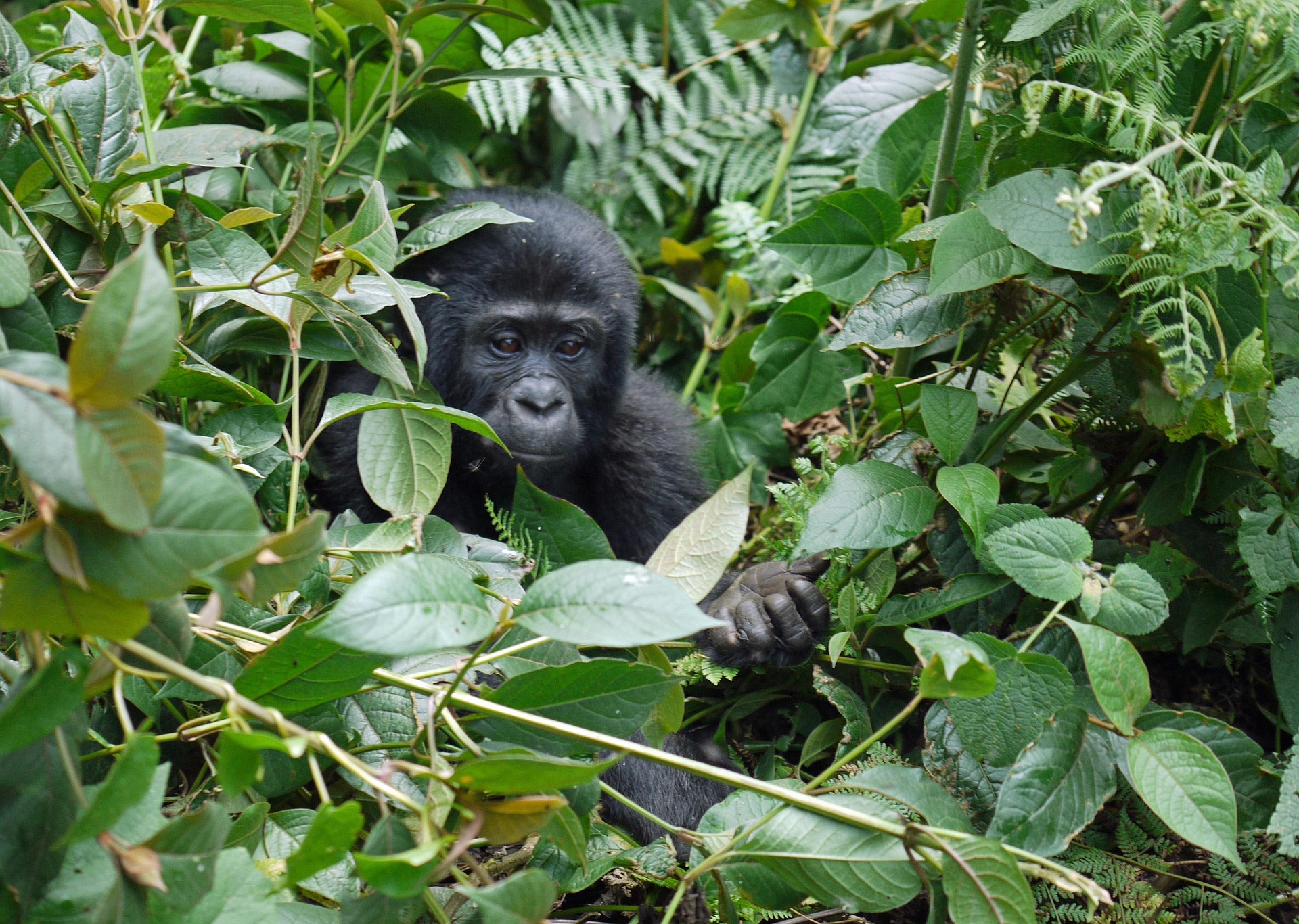 Bwindi Impenetrable National Park - Uganda Reisen