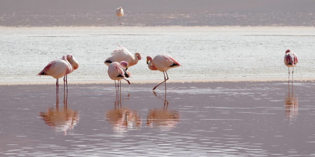 Flamingos in Bolivien - Privatreisen buchen