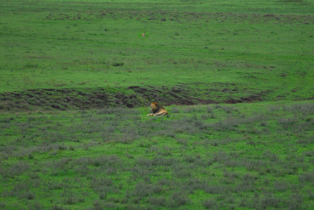 Ngorongoro in Tansania