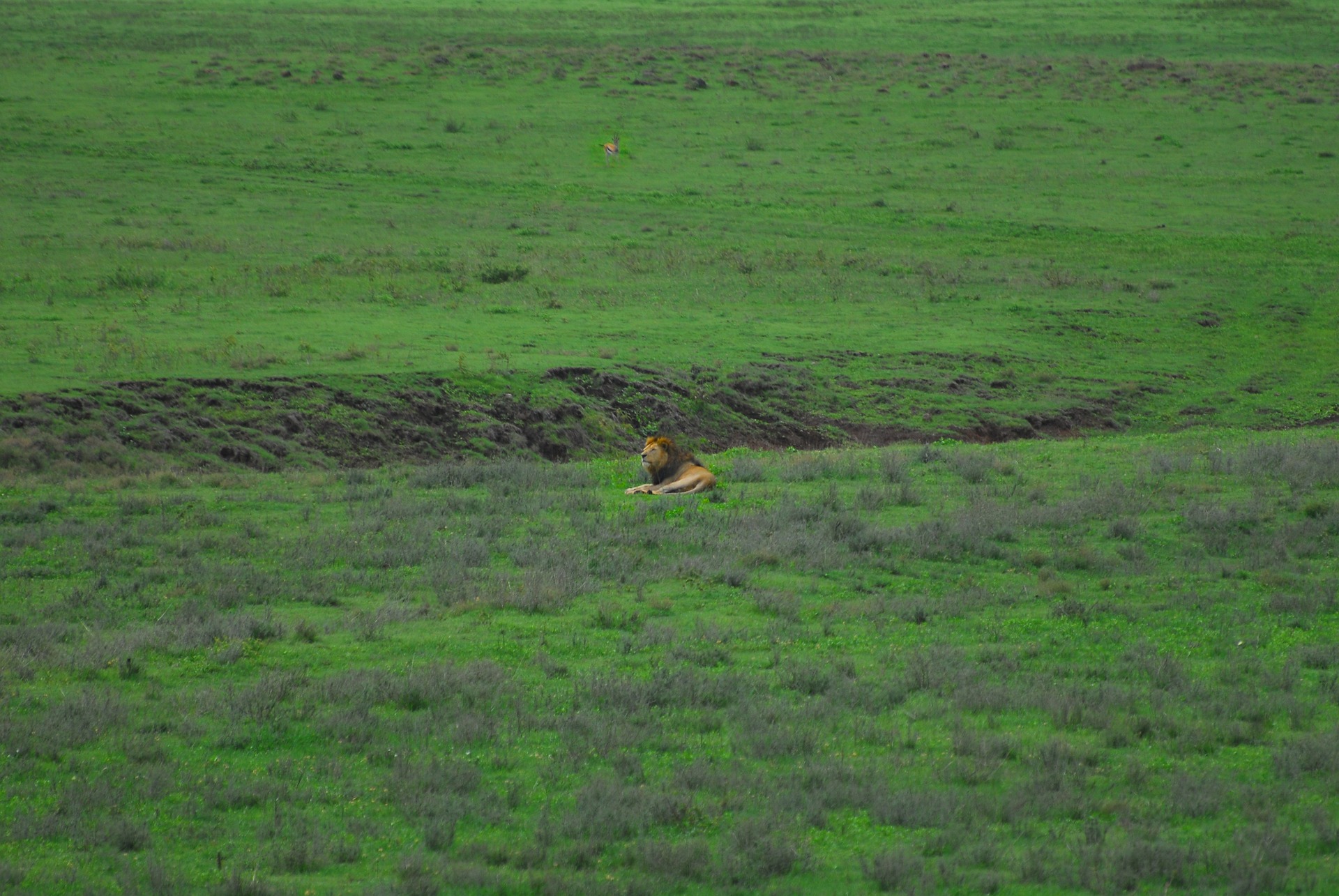 Ngorongoro in Tansania