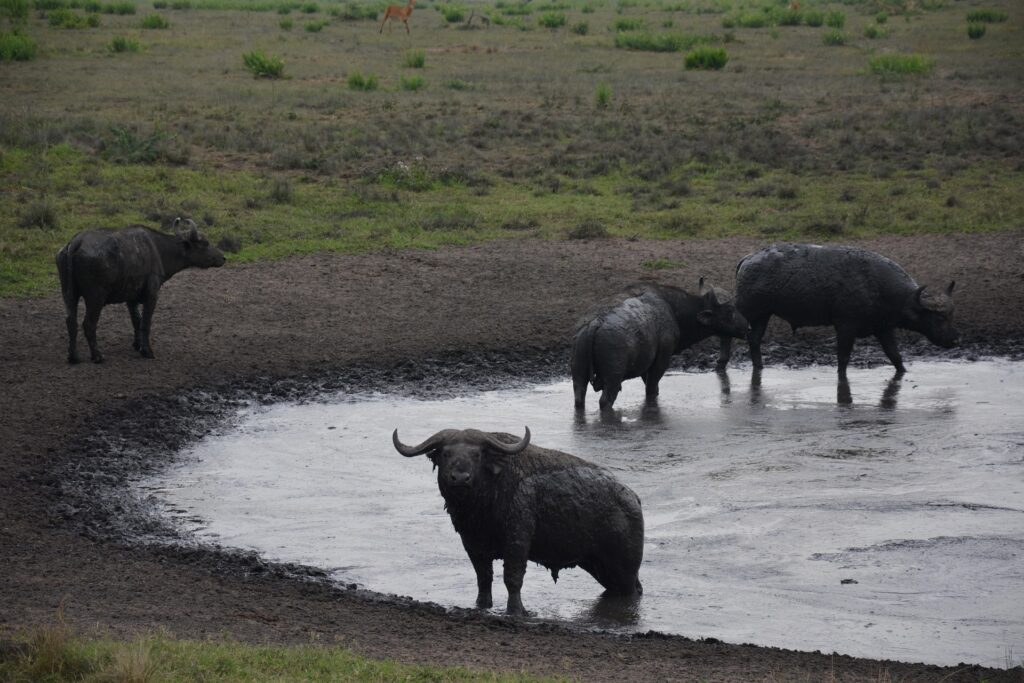 Queen Elizabeth National Park Uganda Reisen