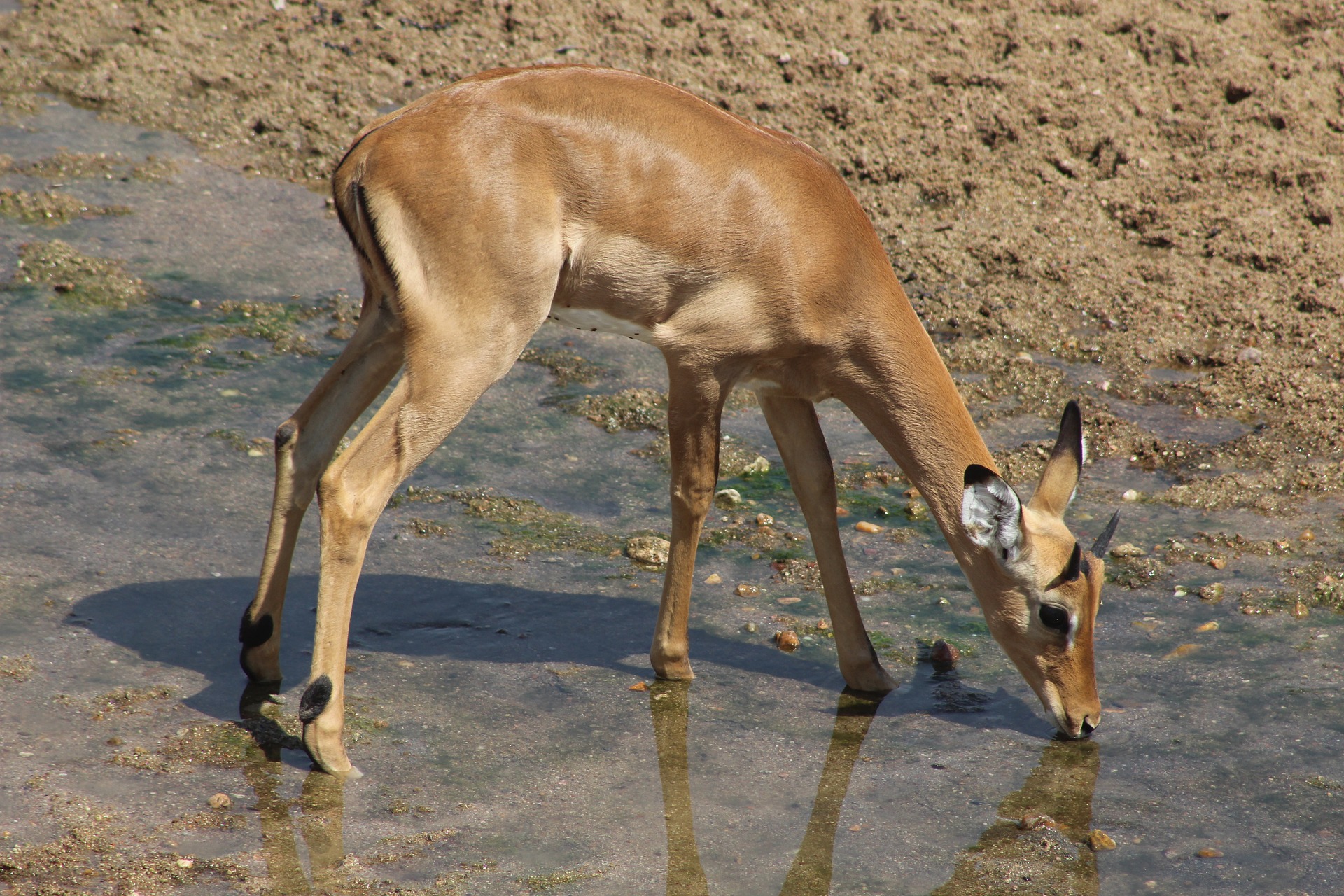 Ruaha in Tansania
