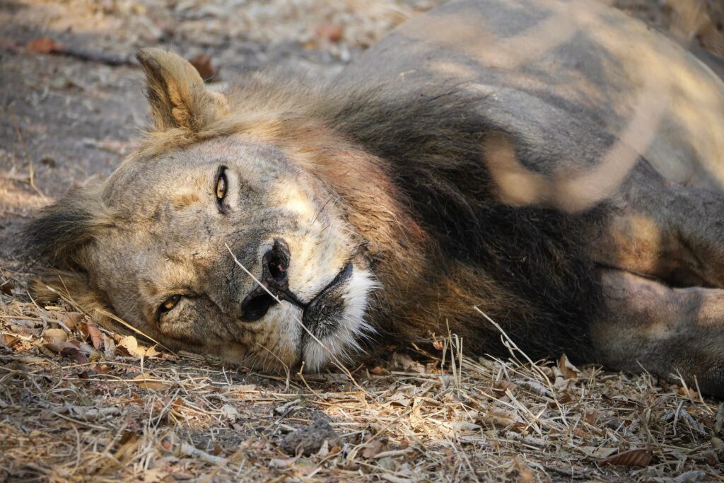 Sambia Privatreise – Lusaka Kafue Nationalpark - Reise nach Sambia / Urlaub in Sambia Sambia Privatreise – Lusaka Kafue Nationalpark - Reise nach Sambia / Urlaub in Sambia