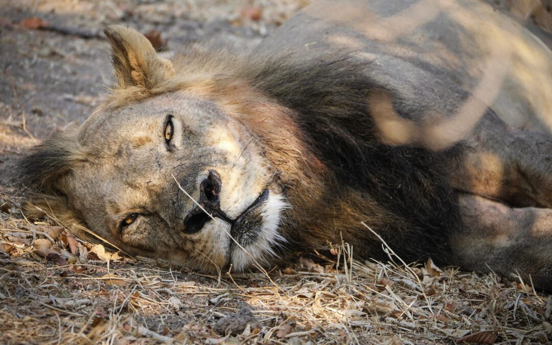 Sambia Privatreise – Lusaka Kafue Nationalpark