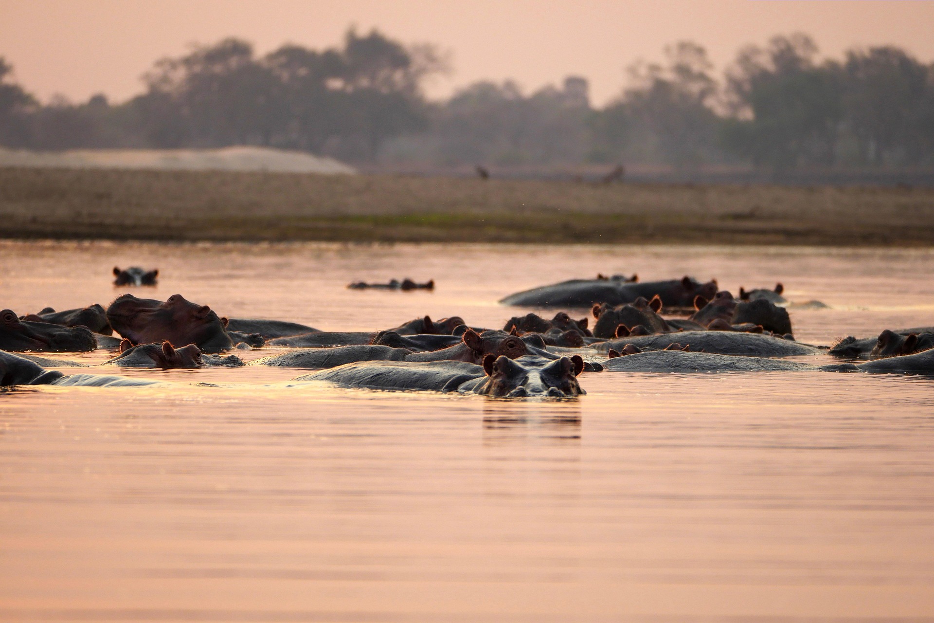 Tiere Afrikas entdecken – Safari auf Ihrer Sambia Privatreise