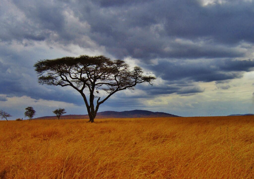 Serengeti Tansania Reisen
