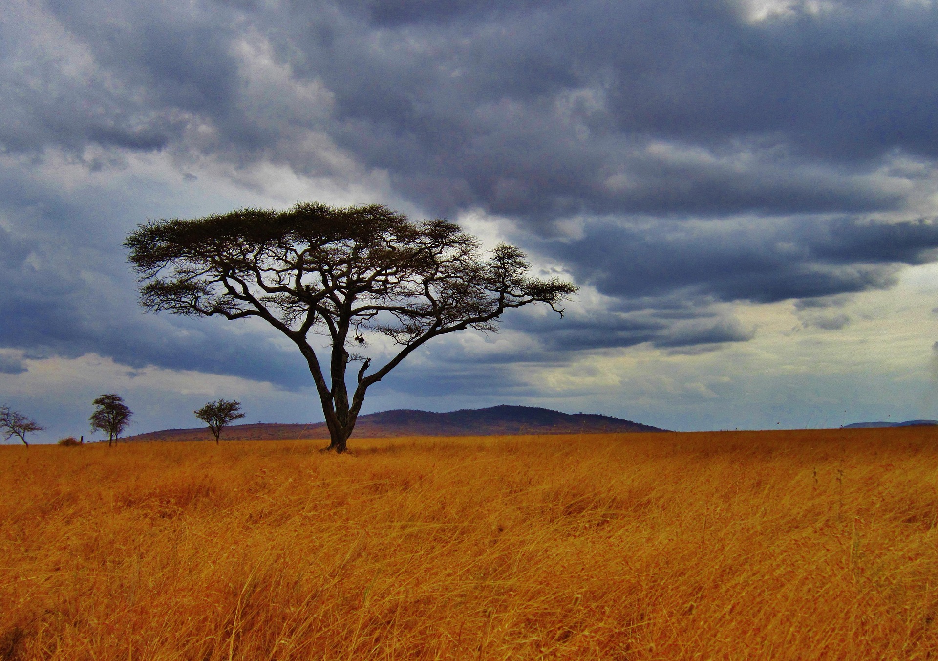 Serengeti Tansania Reisen