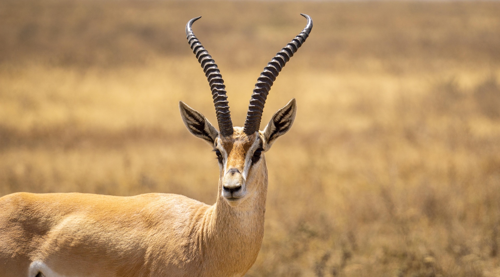 Ruaha in Tansania