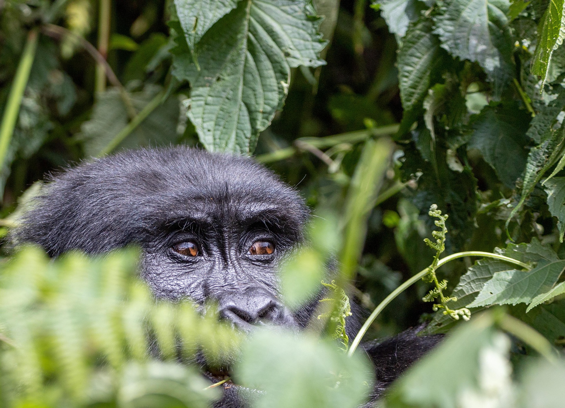 Uganda Gorilla - Uganda Privatreise