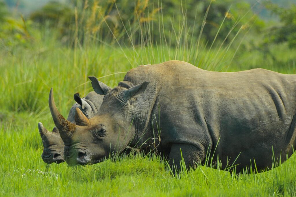 Uganda Reisen - Uganda Privatreise - Individualreise Uganda
