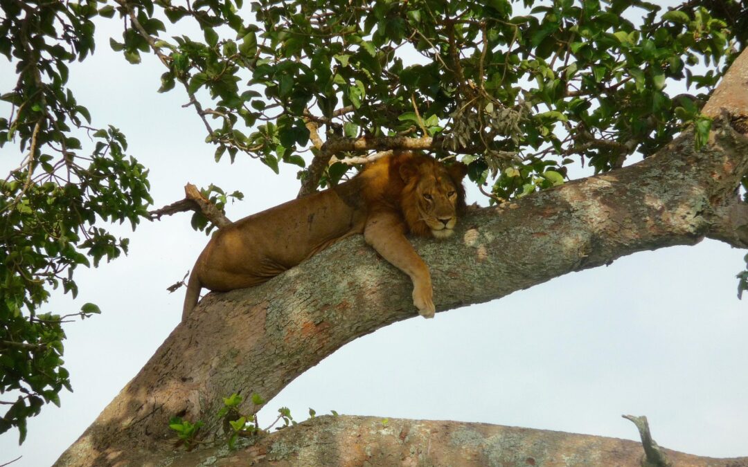 Uganda Privatreise – Gorillas, Schimpansen und exklusive Safari-Erlebnisse