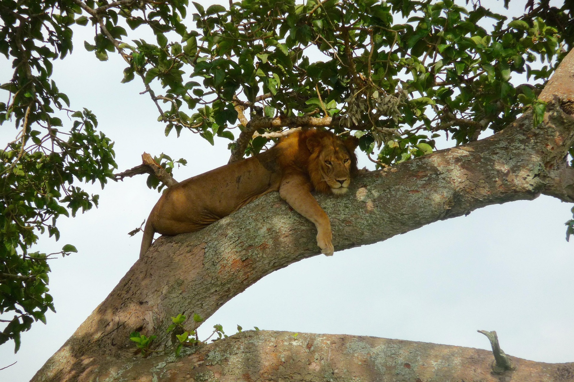 Uganda Reisen - Uganda Privatreise - Individualreise Uganda