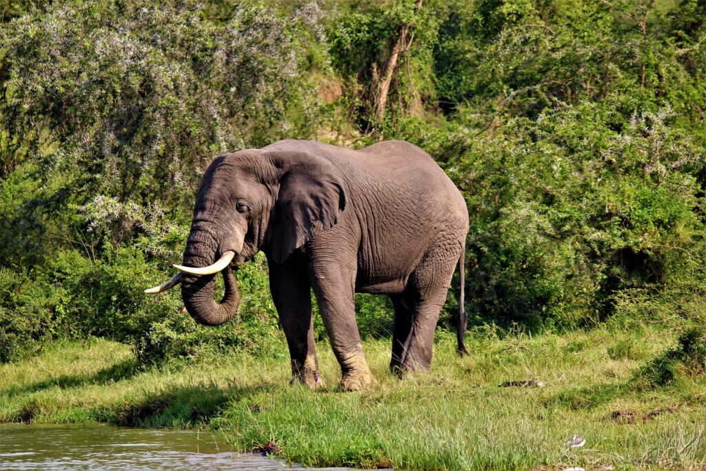 Uganda Reisen - Uganda Privatreise - Individualreise Uganda