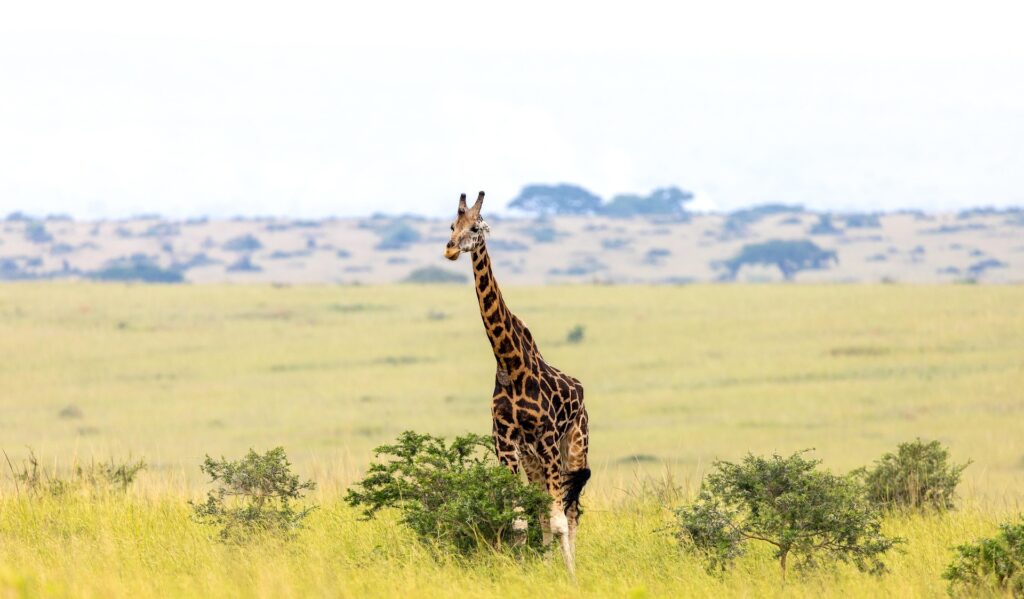 Uganda Reisen - Uganda Privatreise - Individualreise Uganda