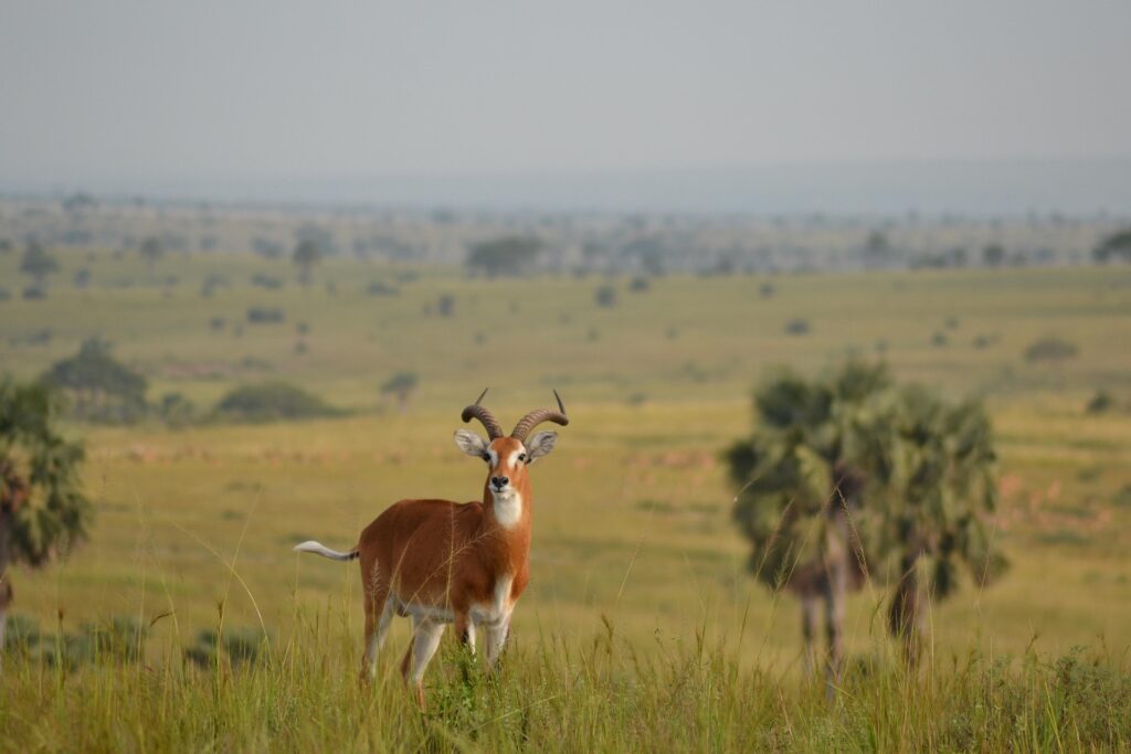 Uganda Reisen - Uganda Privatreise - Individualreise Uganda