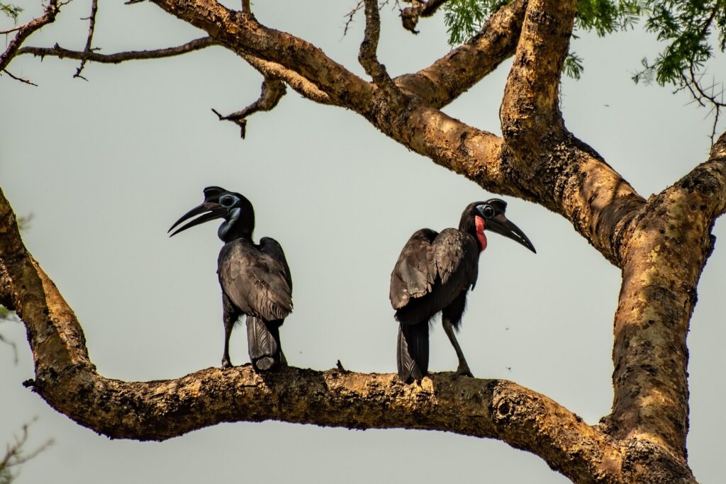 Uganda Safari